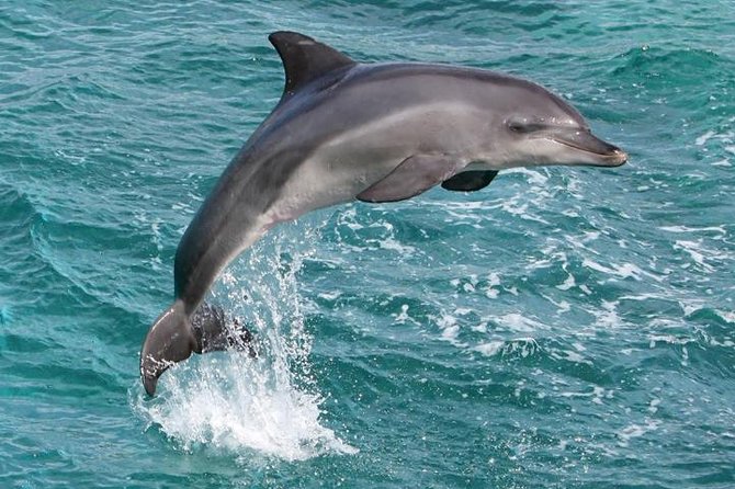 Kawaihae Luxury Snorkel Cruise & Wildlife Watch with Lunch - A realistic three-hour flow