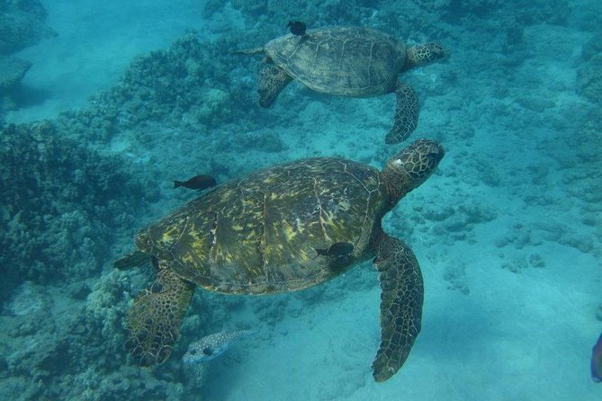 Kawaihae Luxury Snorkel Cruise & Wildlife Watch with Lunch - What to pack for a wet morning