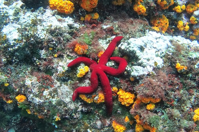 Kayak & Snorkel Tour in Cerro Gordo Natural Park, La Herradura - Price, timing, and what to bring