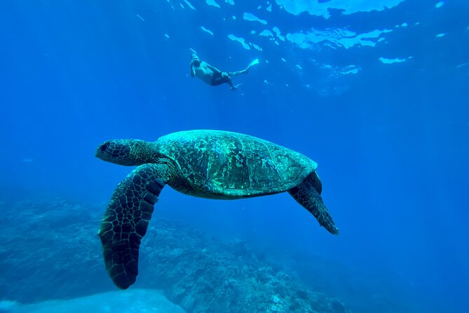 Kayak & Turtle Town Snorkel(Turtles Guaranteed) + Whale Watching - Weather, cancellations, and practical planning
