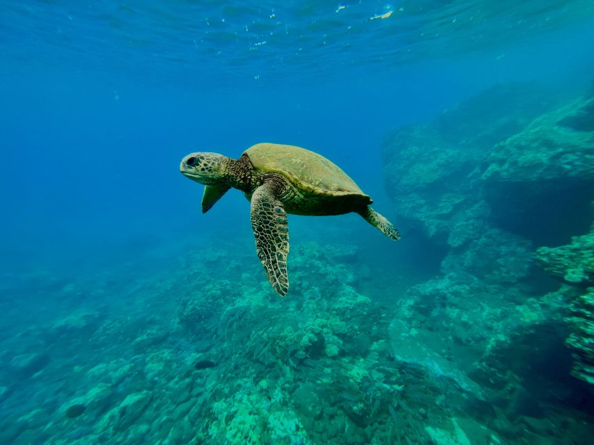 Kayak, Whale Watch And Snorkel At Turtle Town - Why Olowalu makes a good launch point
