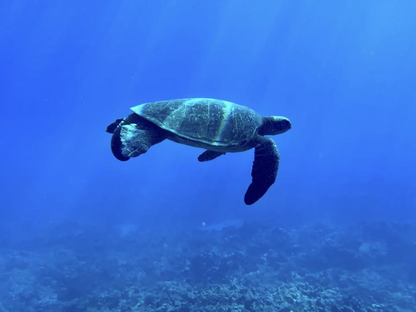 Kayak, Whale Watch And Snorkel At Turtle Town - Watching for humpback whales from the front row