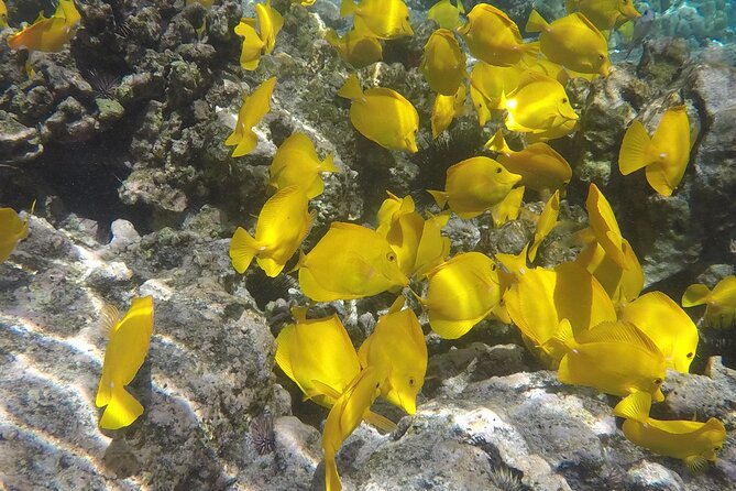 Kealakekua Bay (Captain Cook Monument) Snorkel and Sail Adventure - Lunch on the Return Sail