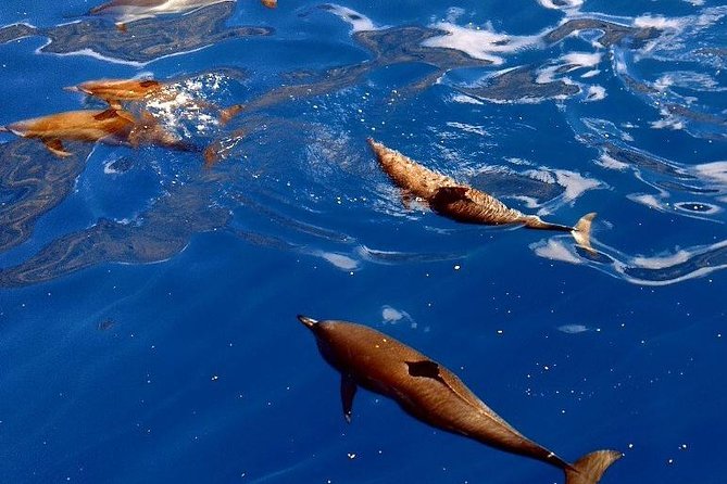 Kealakekua Bay (Captain Cook Monument) Snorkel and Sail Adventure - What the Crew Adds to the Experience