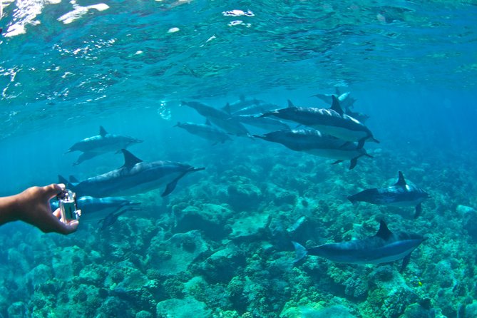 Kealakekua Bay Snorkeling Tour - 4 hour Kona Zodiac Adventure - What you eat and what you need to bring