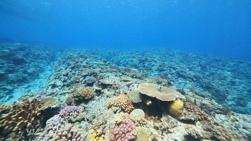 Kerama Half-Day Snorkeling Tour - What the snorkeling stop is really like