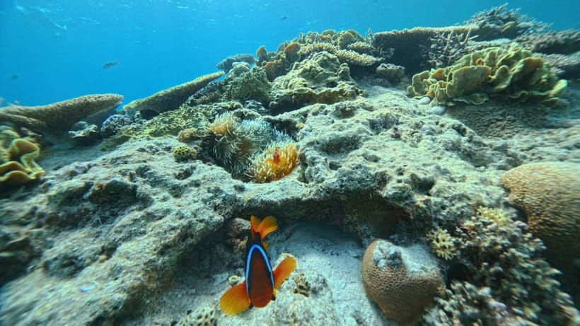 Kerama Half-Day Snorkeling Tour - A beginner tour with firm safety limits