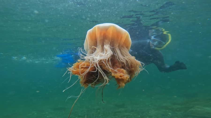 Ketchikan, Alaska: The Mountain Point Snorkeling Adventure - Key points before you book