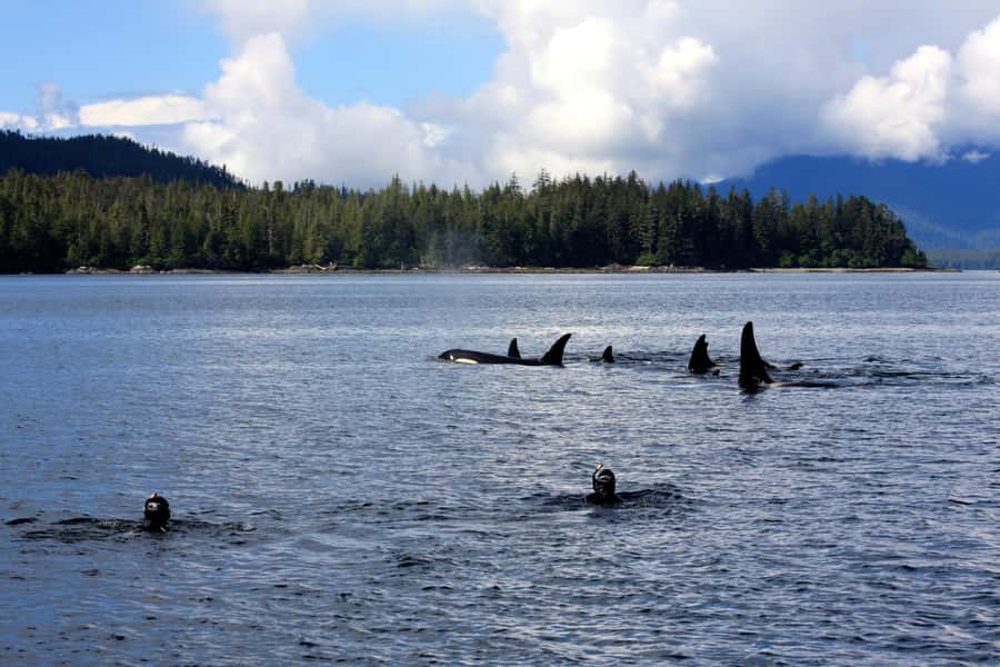 Ketchikan, Alaska: The Mountain Point Snorkeling Adventure - Why Mountain Point is worth seeing from the water