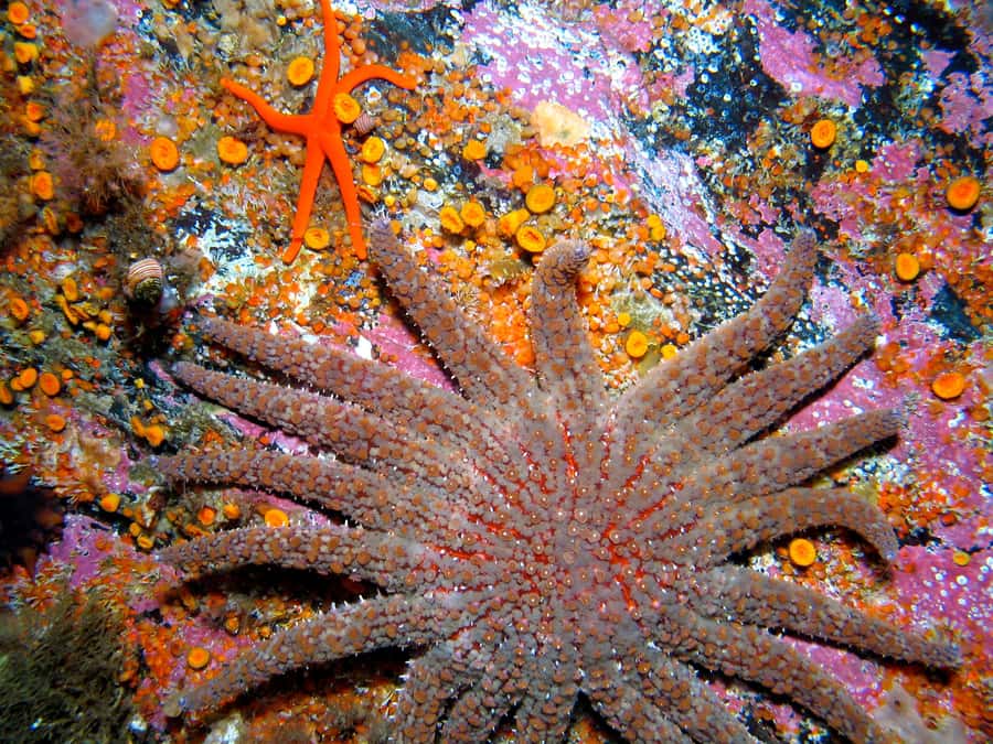 Ketchikan, Alaska: The Mountain Point Snorkeling Adventure - Who should book this Ketchikan excursion