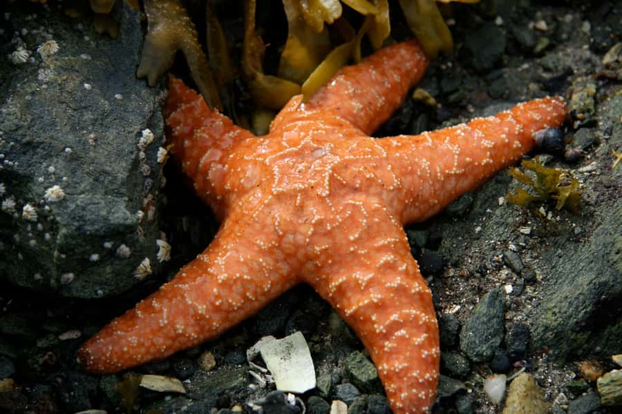 Ketchikan, Alaska: The Mountain Point Snorkeling Adventure - Should you book Mountain Point Snorkeling?