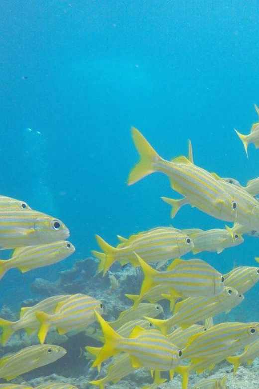 Key Largo: Molasses Reef Snorkeling Trip - Check-in at the Wyland Building
