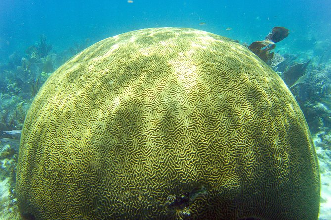 Key Largo Snorkeling Tour - rental mask, fins and vest INCLUDED - Florida Keys National Marine Sanctuary