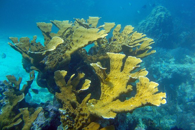 Key Largo Snorkeling Tour - rental mask, fins and vest INCLUDED - Molasses Reef and the possible offshore route