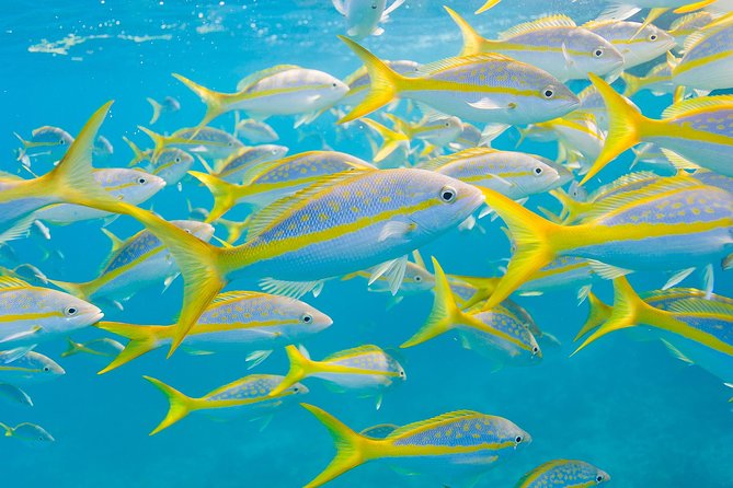 Key Largo Snorkeling Tour - rental mask, fins and vest INCLUDED - Grecian Rocks for a beginner-friendly look