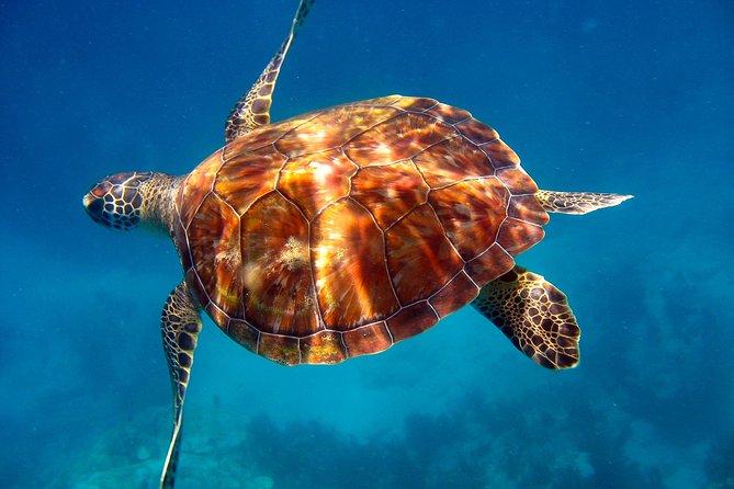 Key Largo Snorkeling Tour - rental mask, fins and vest INCLUDED - Christ of the Deep and the limits of a guaranteed sight