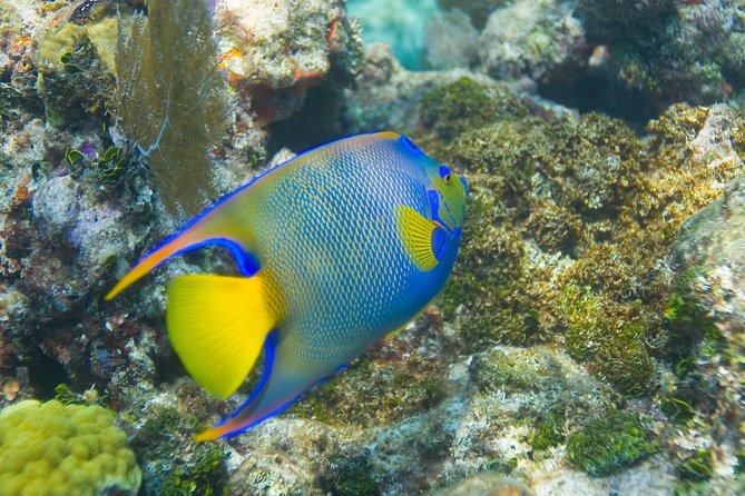 Key Largo Snorkeling Tour - rental mask, fins and vest INCLUDED - North Dry Rocks and Key Largo Dry Rocks