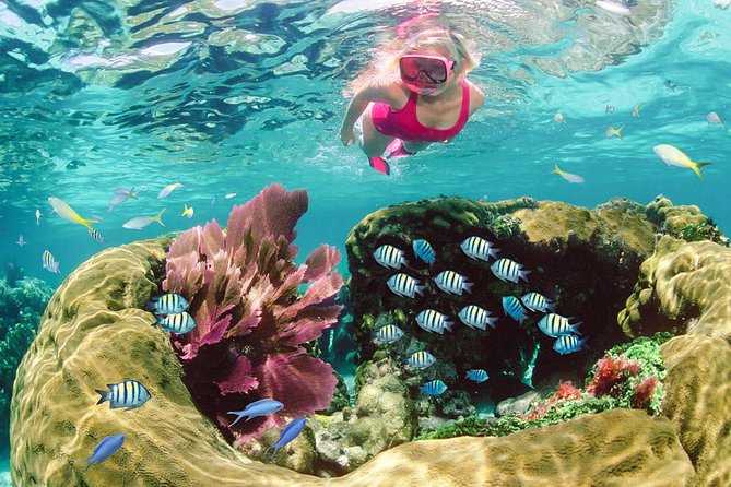 Key Largo Snorkeling Tour - rental mask, fins and vest INCLUDED - About 90 minutes among Florida’s protected reefs