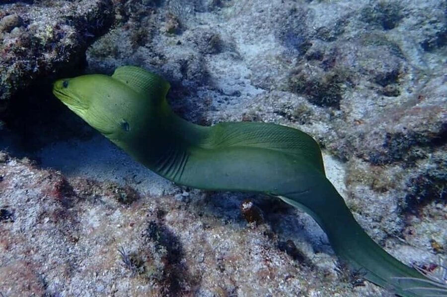 Key Largo: Snorkeling Trip - Key points at a glance