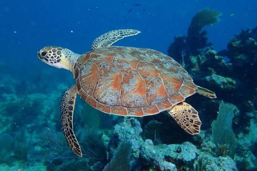 Key Largo: Snorkeling Trip - The boat ride out to the reef