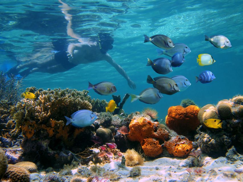 Key West: 2 Reef Snorkel With Sunset Cruise, Includes Drinks - What the first snorkel stop feels like