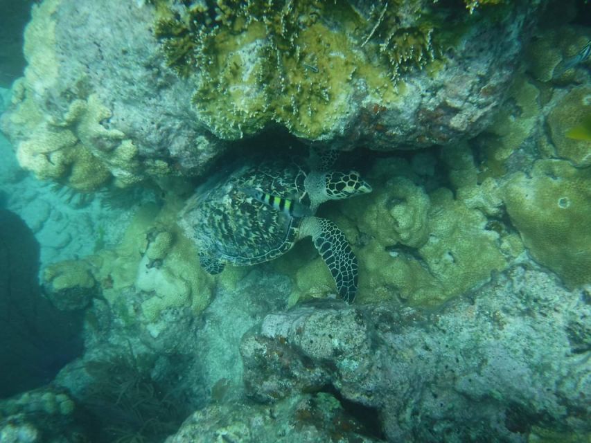 Key West: 3-Hour Afternoon Reef Snorkel with Drinks - From William Street to the open Florida Keys water