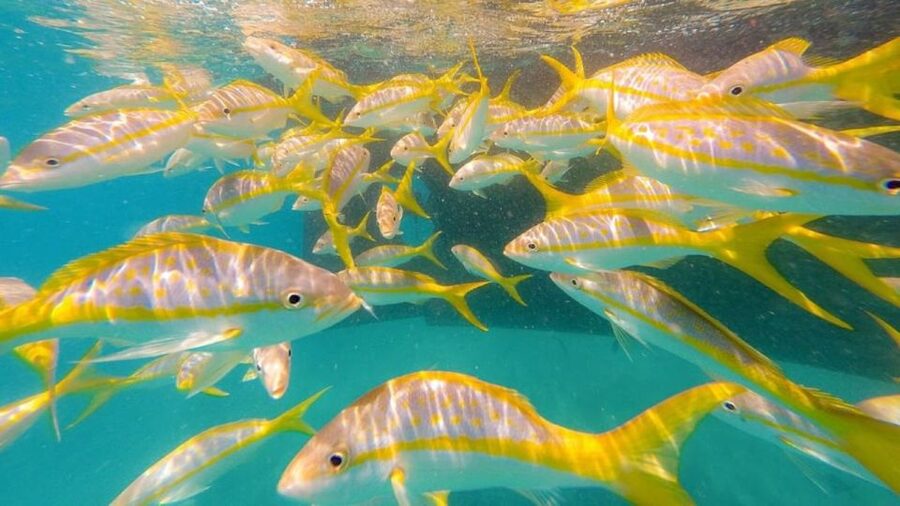 Key West: Afternoon Reef Snorkel Tour with Open Bar - The catamaran ride is part of the experience