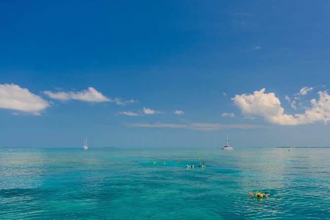 Key West Afternoon Snorkel Sail with Unlimited Cocktails! - What you may see below the surface