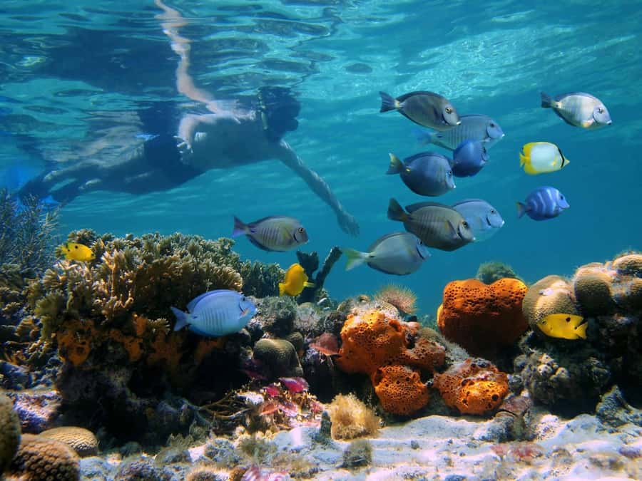 Key West: Dolphin & Reef Snorkel Trip with Sunset Option - Snorkeling over Key West reef life