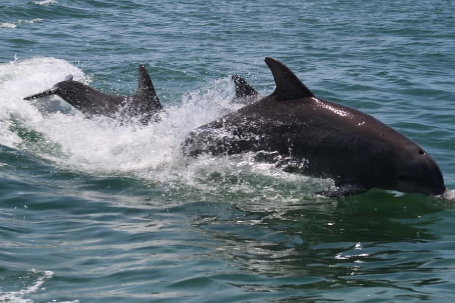 Key West: Dolphin & Reef Snorkel Trip with Sunset Option - Choosing the 11 AM trip or sunset departure