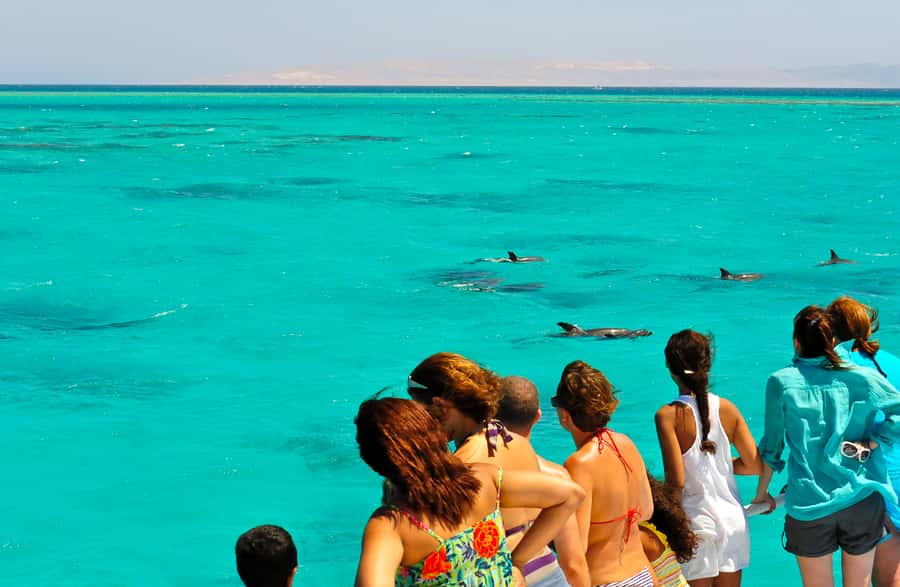 Key West: Dolphin & Reef Snorkel Trip with Sunset Option - Watching dolphins at the natural playground