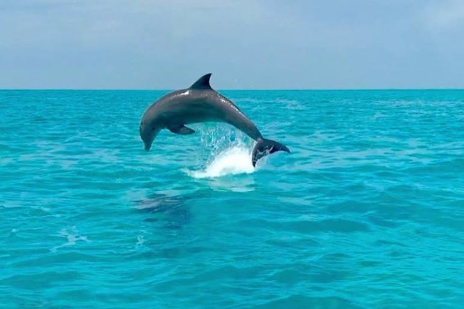 Key West Dolphin Watch and Snorkel Tour - Eco Adventure - Gear and instruction make this friendly for beginners