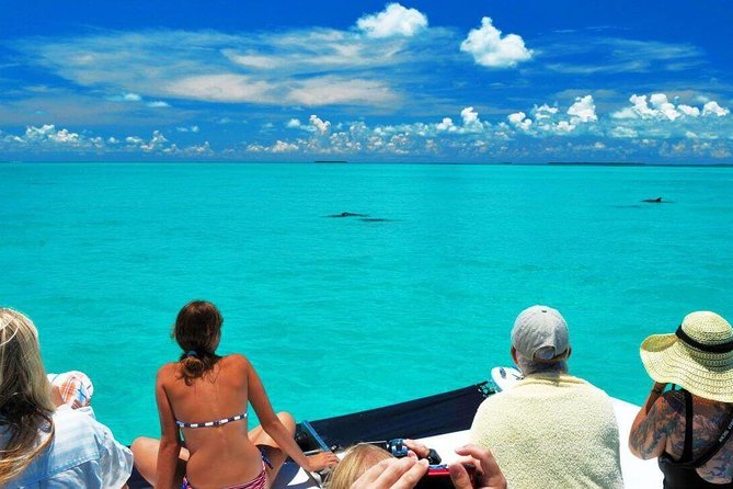 Key West Dolphin Watch and Snorkel Tour - Eco Adventure - Who gets the best value from this tour