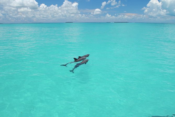 Key West Dolphin Watch and Snorkel Tour - Eco Adventure - The backcountry snorkel is a nursery, not a reef wall