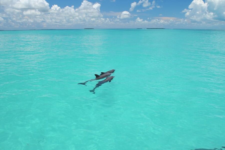 Key West: Dolphin Watching and Snorkeling Eco Cruise Tour - Key points before you book