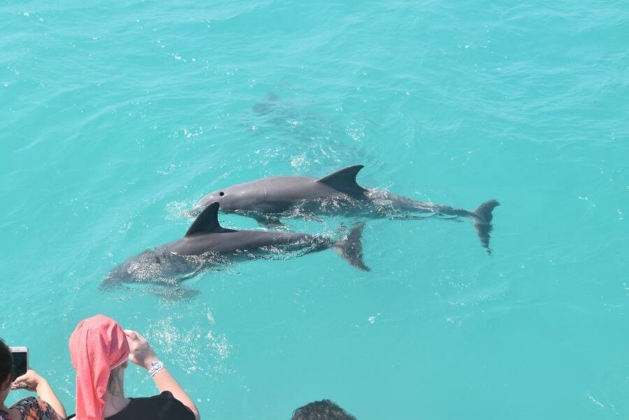 Key West: Dolphin Watching and Snorkeling Sunset Cruise - What snorkeling is really like