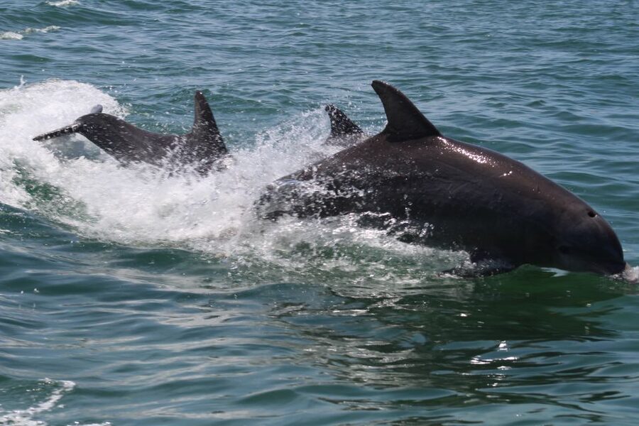 Key West: Dolphin Watching and Snorkeling Sunset Cruise - Crew service and the feel on board