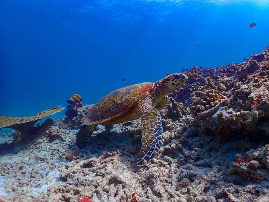 Khao Lak: Surin Islands & Moken Village Premium Snorkel Tour - Two afternoon snorkel stops