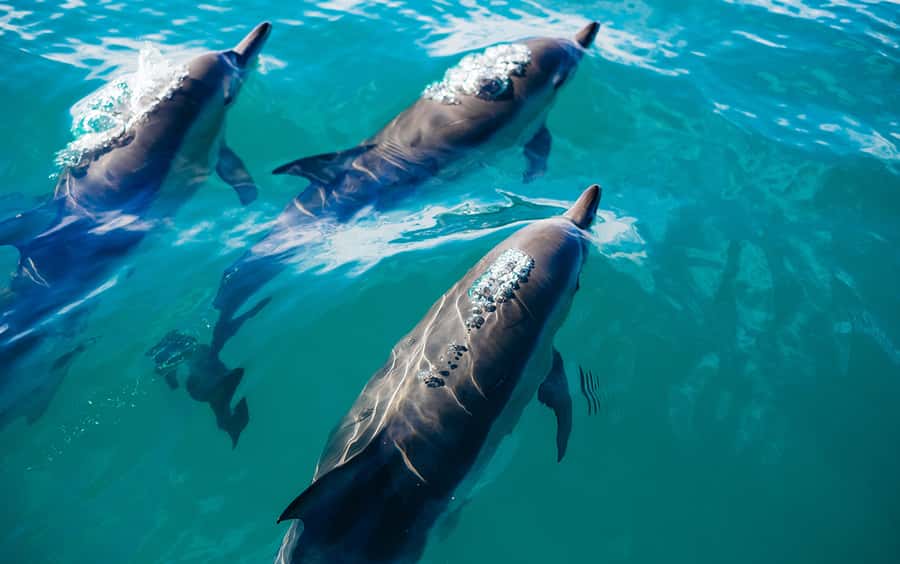 Khasab: Dolphin Watching Day Tour with Snorkeling & Lunch - Telegraph Island brings the first swim