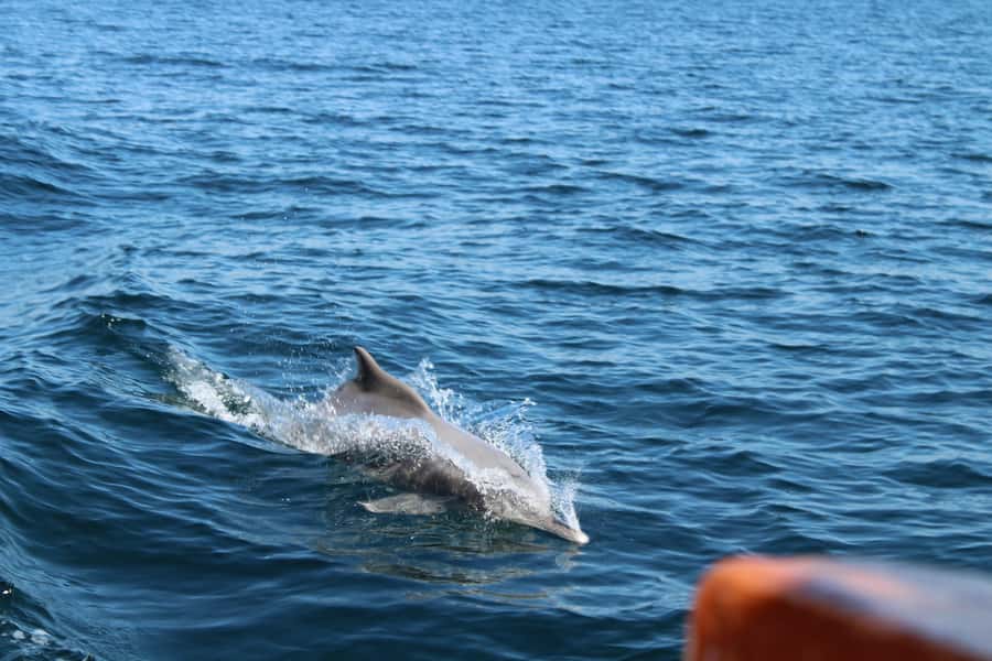 Khasab: Half-Day Dhow Cruise, Dolphin Watching, & Snorkeling - Key details to know before you book