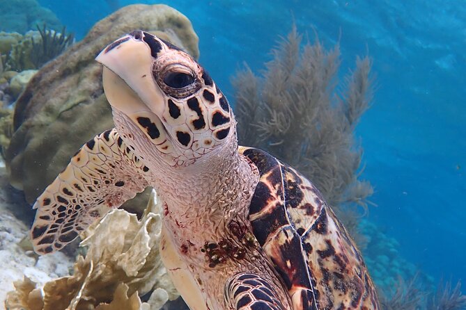Klein Bonaire Marine Park Snorkeling Excursion - Quick takeaways for your day on the water