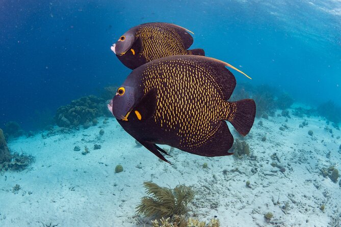 Klein Bonaire Marine Park Snorkeling Excursion - Drift snorkeling makes the two stops easier