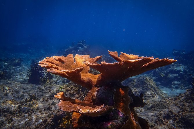 Klein Bonaire Marine Park Snorkeling Excursion - Snacks, drinks, and time between the reefs