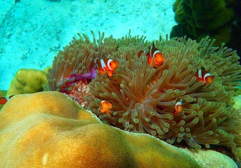 Ko Lanta: Full-Day Snorkel Trip to Phi Phi & Bamboo Islands - What the seven-hour Ko Lanta boat trip is really like