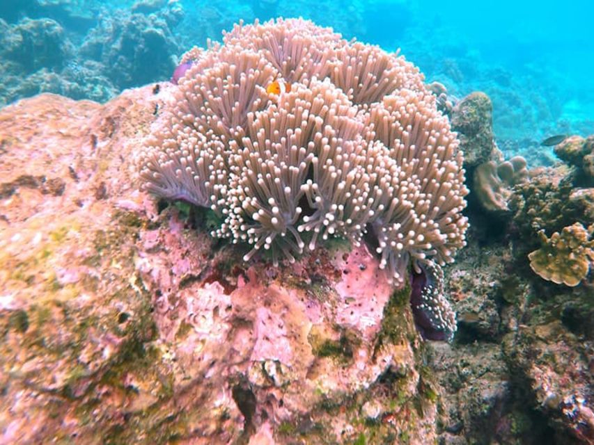 Ko Lanta: Private Longtail Rok Island Snorkeling Day Trip - Who should book this Koh Rok trip?