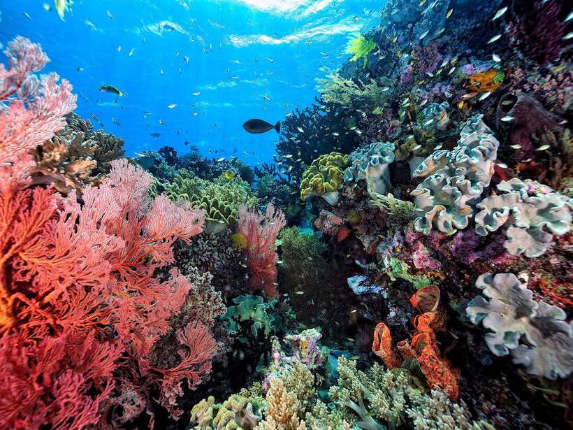 Ko Lanta: Snorkeling Adventure Tour to Koh Rok and Koh Haa - A white-sand lunch break on Koh Rok