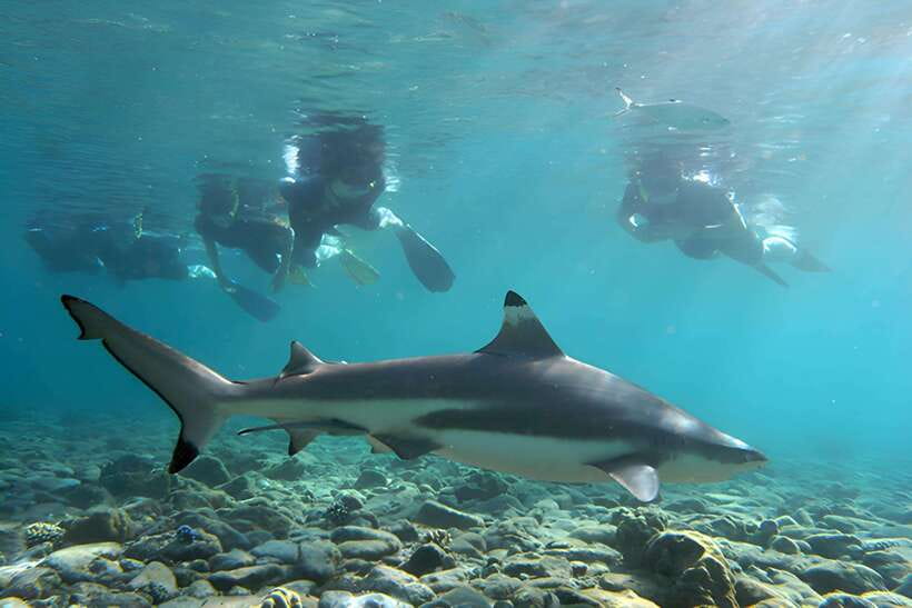 Ko Phi Phi Don: Speedboat Day Trip with Shark Snorkeling - Viking Cave and the first snorkel stop