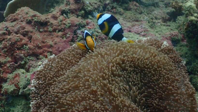 Ko Phi Phi Don: Speedboat Day Trip with Shark Snorkeling - Pileh Lagoon and the Maya Bay hour