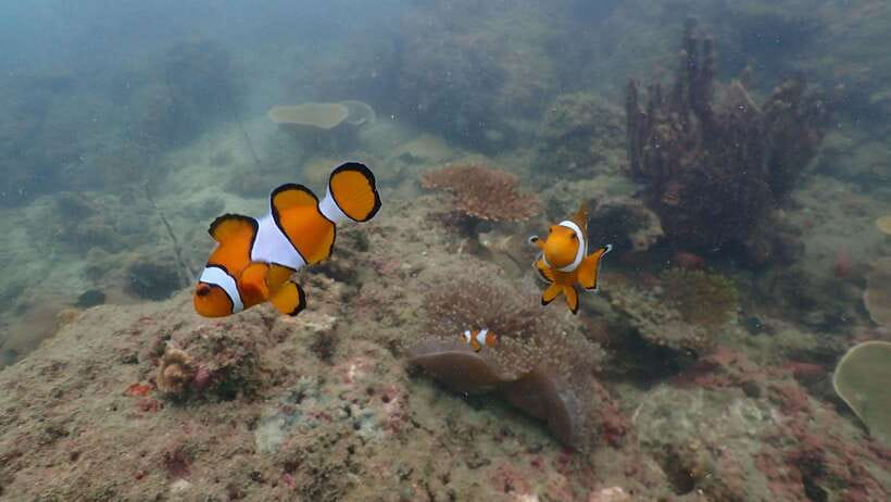 Ko Phi Phi Don: Speedboat Day Trip with Shark Snorkeling - The drawbacks you should plan around