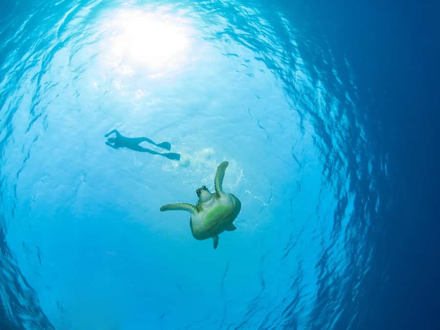Ko Samui: Unique Ko Tao & Ko Nang Yuan Snorkeling Day Trip - Koh Tao snorkeling depends on the day